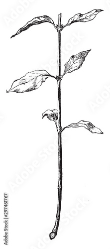 Dogwood vintage illustration.