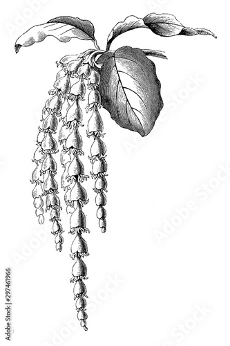 Flowering Twig of a Male Plant of Garrya Elliptica vintage illustration.