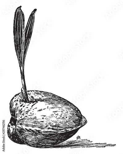 Coconut Germinating vintage illustration.