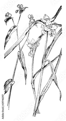 Spiderworts vintage illustration. photo