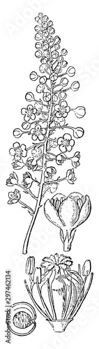 Poke Root vintage illustration.