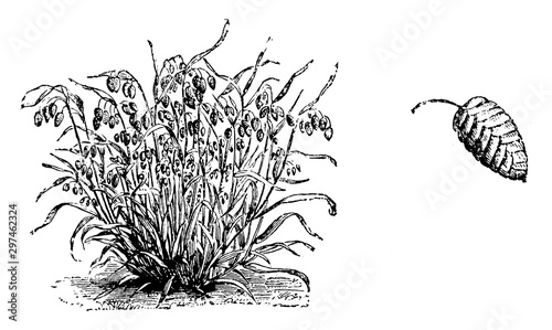 Habit and Single Flower of Briza Maxima vintage illustration.
