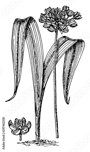 Allium Moly vintage illustration.