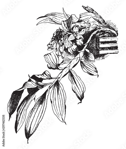 Chysis Bractescens vintage illustration.
