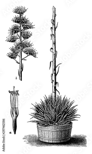 Amole (agave parryi) vintage illustration.