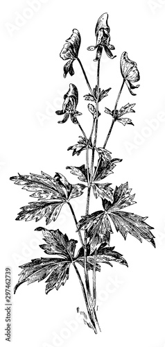Aconitum Uncinatum vintage illustration.