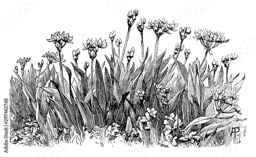 Allium Moly Flowers vintage illustration.