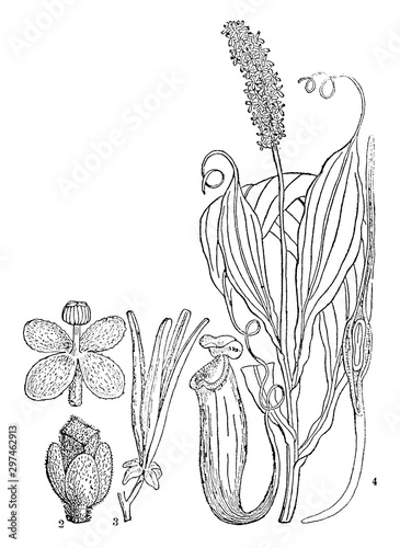 Pitcher Plant vintage illustration.