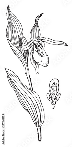 Cypripedium Calceolus vintage illustration.