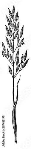 Goose Grass vintage illustration.