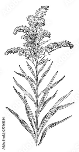 Seaside Golden-Rod vintage illustration.