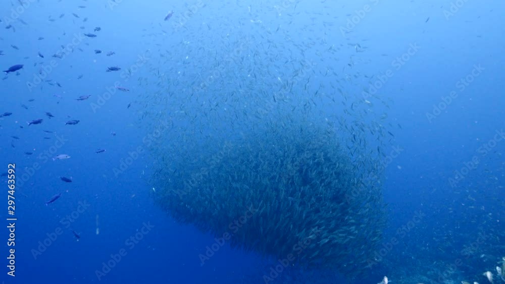 Bait ball / school of fish in coral reef of Caribbean Sea around Curacao Bait ball / school of fish in coral reef of Caribbean Sea around Curacao