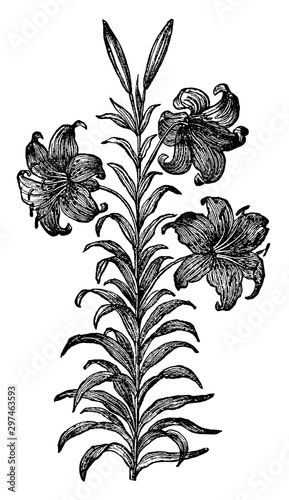 Wallacei vintage illustration.