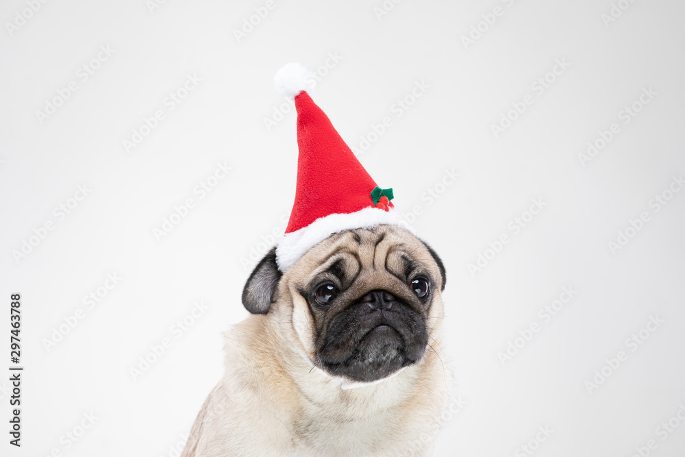 Adorable Pug wearing santa hat in christmas day ready to celebrated with owner on grey background,Christmas and New year concept