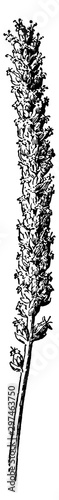 Plantain Spike vintage illustration.