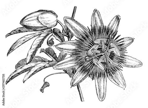 Passiflora Caerulea.. vintage illustration.