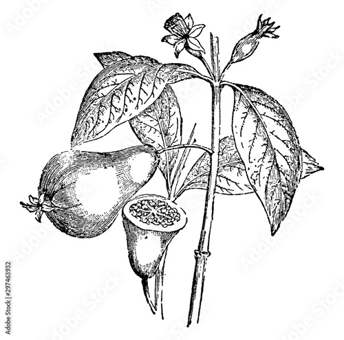 Guava Plant vintage illustration.