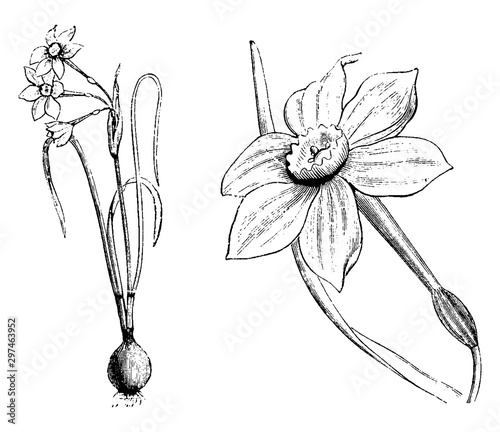 Habit, Detached Flower, and Portion of Leaf of Narcissus Jonquilla vintage illustration.