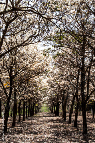 Ipes white tree flowering grove with selective focus in the municipality of Marilia