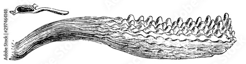 Anther Cells and Process of Viola Tricolor vintage illustration.