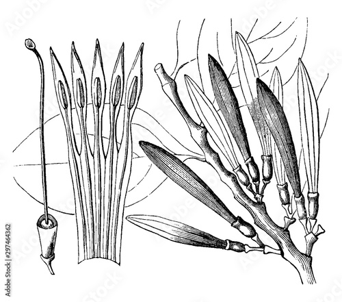 Loranthus vintage illustration.