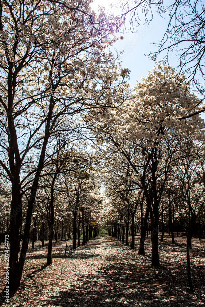 Ipes white tree flowering grove in the municipality of Marilia Ipes white tree flowering grove in the municipality of Marilia