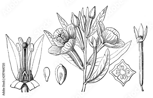 Wingleaf Primrosewillow vintage illustration.