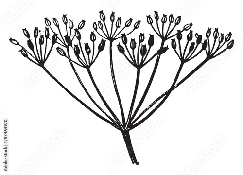 Fotografie Compound Umbel vintage illustration.