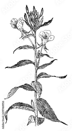 Common Evening Primrose vintage illustration.