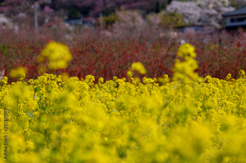 春 菜の花 菜の花畑 新生活