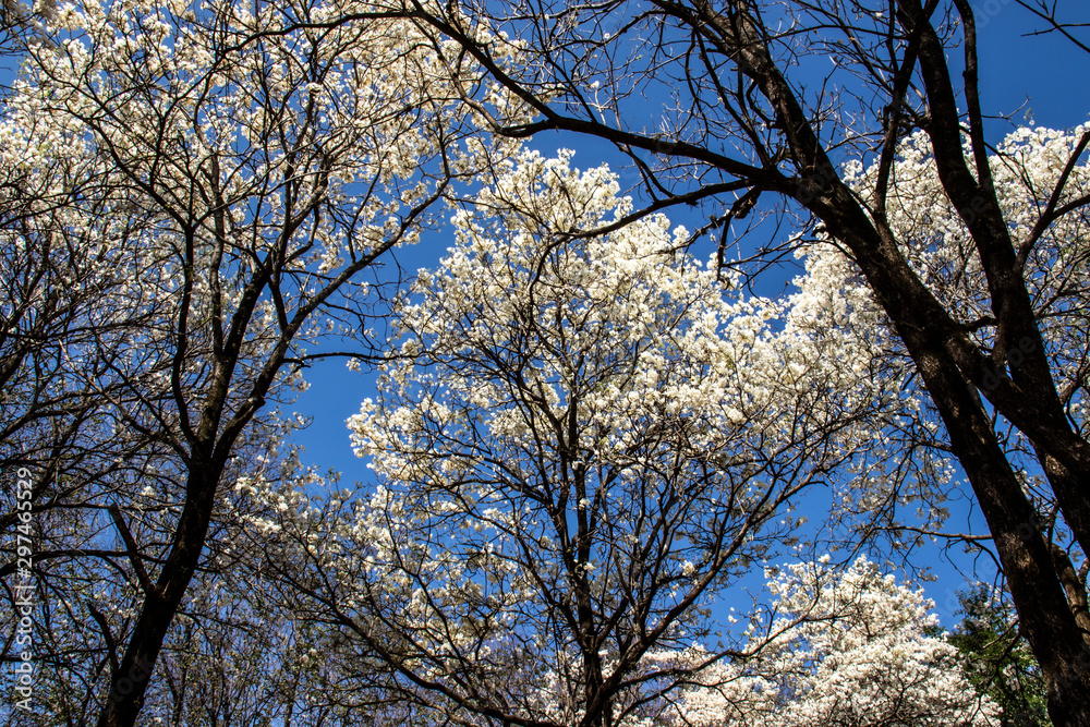Ipes white tree flowering with selective focus in the municipality of Marilia Ipes white tree flowering with selective focus in the municipality of Marilia