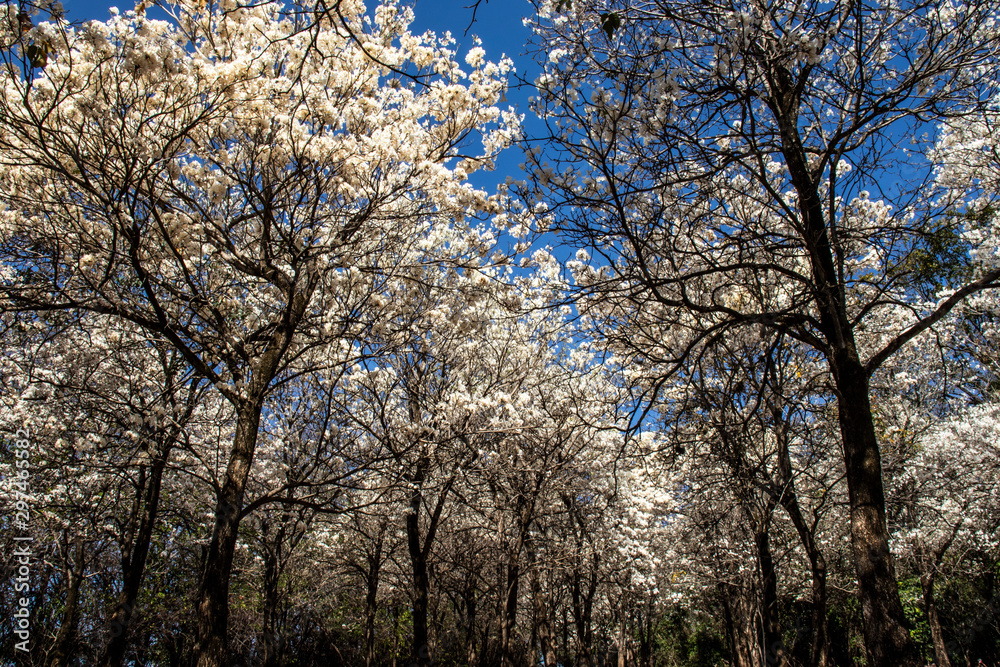 Ipes white tree flowering grove in the municipality of Marilia