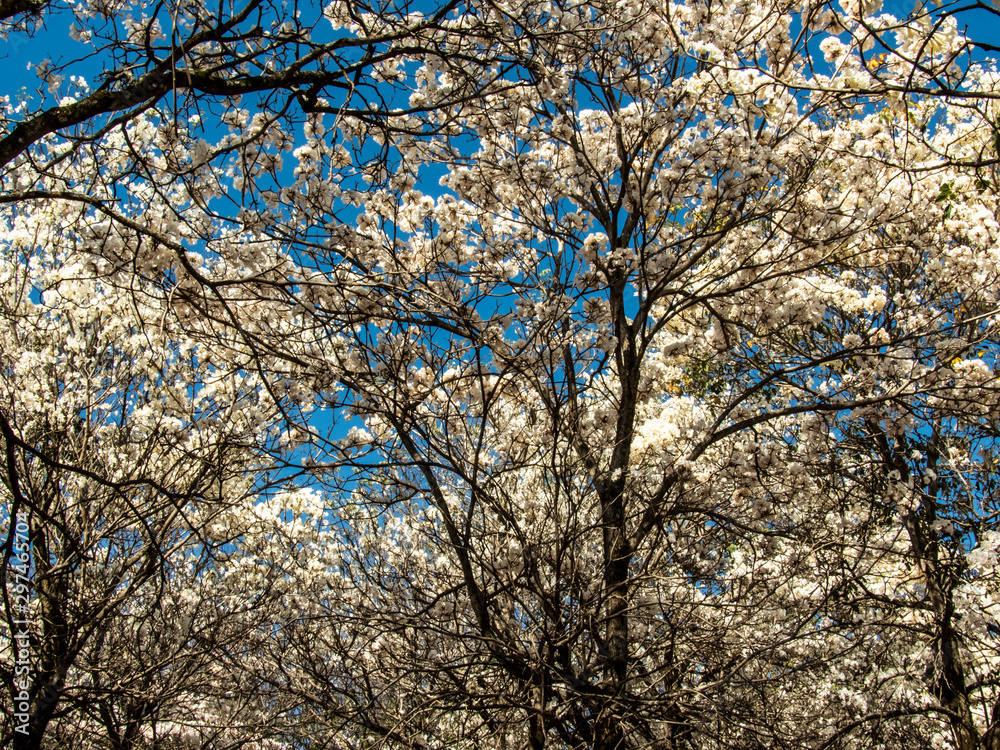Ipes white tree flowering grove in the municipality of Marilia Ipes white tree flowering grove in the municipality of Marilia