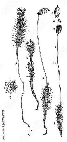 Hair-Cap Moss vintage illustration.