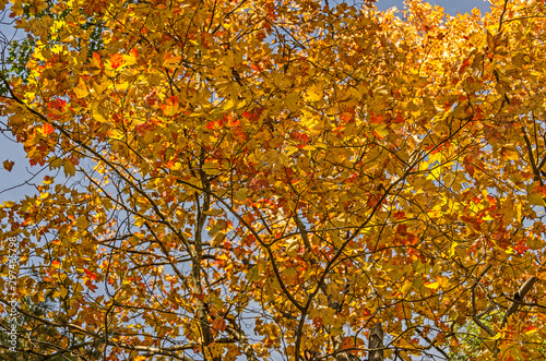 Top of a Maple Tree with Leaves Changing from Green to Red