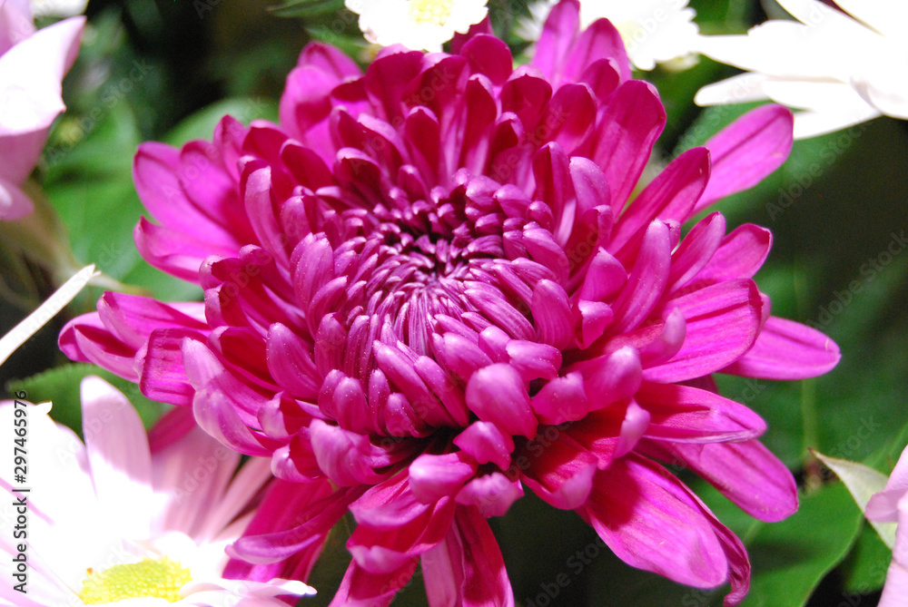 Magenta Flower Magenta Flower