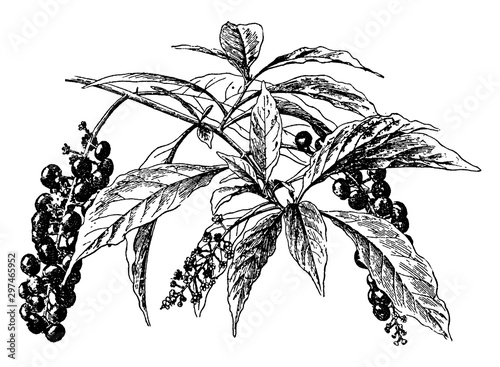 Poke weed vintage illustration.