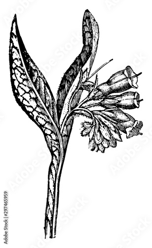 Comfrey vintage illustration.