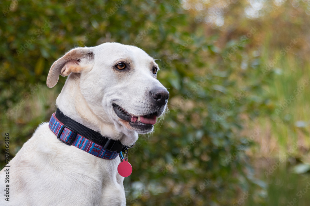 Portrait of a cute white rescue dog, with collar and tags, out in a park