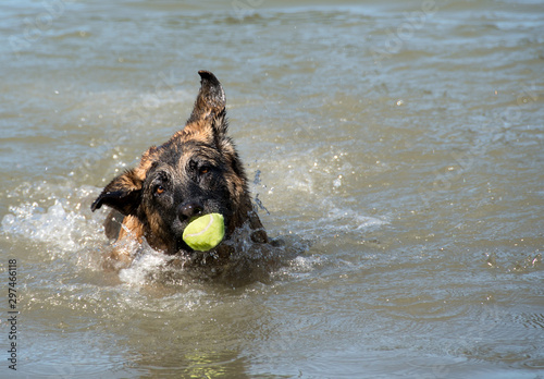 German Shepherd Dog with funny face and ball having fun at dog swim at Howarth Park, Santa Rosa California. photo