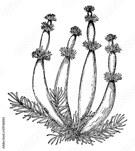 Featherfoil, Hottonia, Inflata, Diapensia, Diapensiaceae vintage illustration. photo