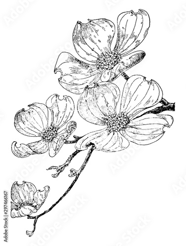 Flowering Dogwood vintage illustration.