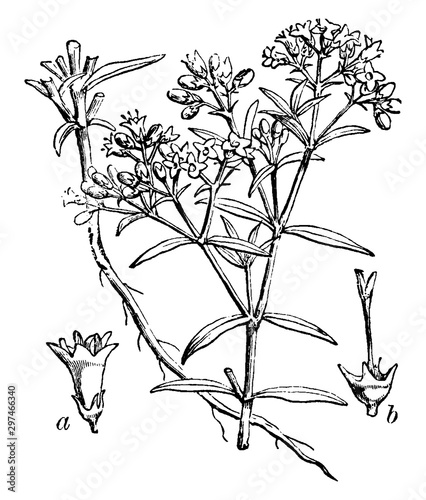 Chay Root vintage illustration.