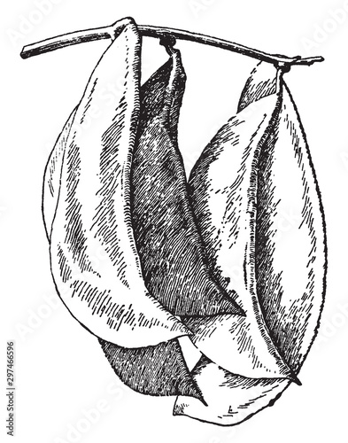 Large White Lima Bean vintage illustration.