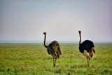 ostrich in the serengeti
