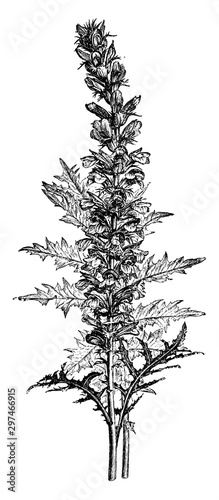 Acanthus Spinosus Variety of Bear's Breech vintage illustration.