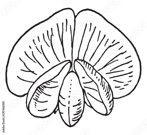 Sweet Pea vintage illustration.