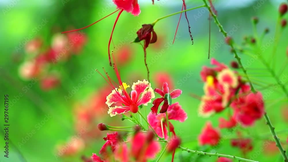 Dwarf poinciana, Flower fence, Peacock crest, Pride of Barbados Paradise Flower moving by wind Dwarf poinciana, Flower fence, Peacock crest, Pride of Barbados Paradise Flower moving by wind