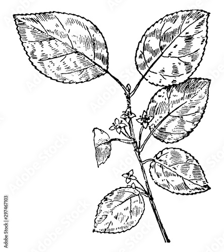 Common Buckthorn vintage illustration.
