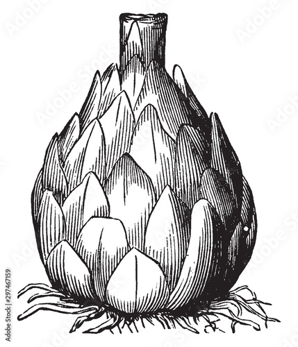 Wild Lily vintage illustration.